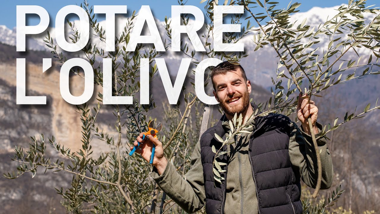 POTATURA OLIVO, formazione a VASO POLICONICO