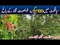 Largest peach gardens in sialkot  aro kay bagh bajwat sialkot