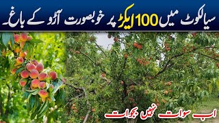 Largest Peach Gardens in Sialkot | Aro kay bagh Bajwat Sialkot