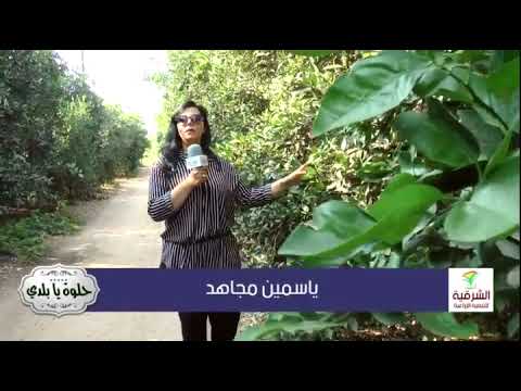 ياسمين مجاهد حلوة يا بلدى 00