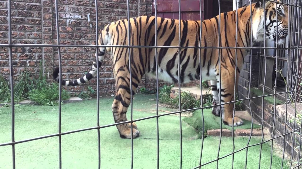 vlogs in spanish Enzo breaking some tree branches with Diego watching ! old video .