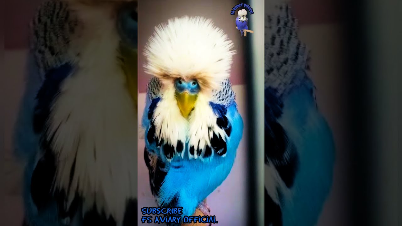 Blue Opaline Exhibition Cock | Show Class Blue Opaline Exhibition Budgie Parrot | FS Aviary Official