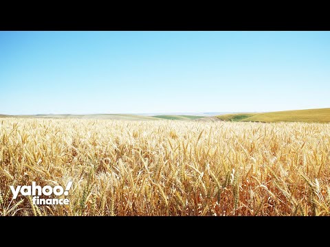 Food commodity prices fall to 2021 levels while consumer grocery bills remain elevated