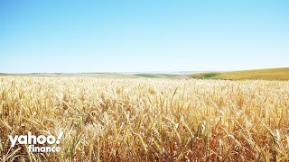 Food commodity prices fall to 2021 levels while consumer grocery bills remain elevated