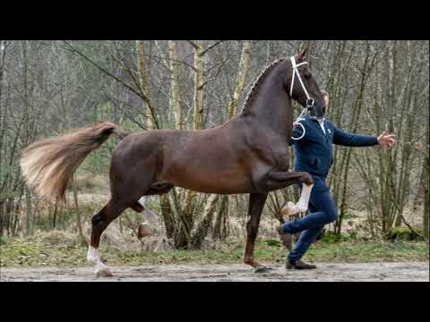 Video: Голландиялык Tuigpaard жылкысы гипоаллергендик, ден-соолук жана өмүр узактыгы