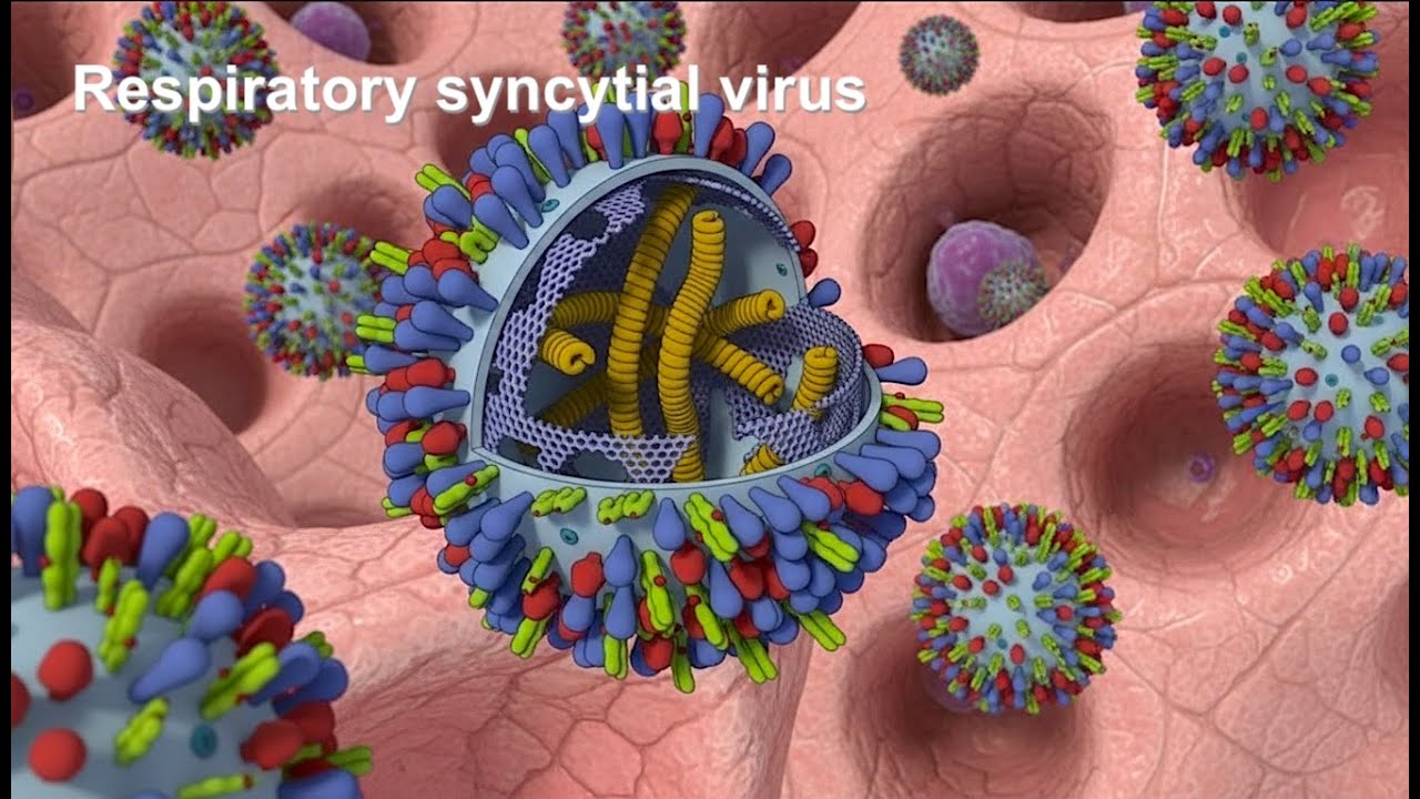 Respiratory syncytial virus [RNA, Enveloped, Negative Sense, Paramyxoviridae]