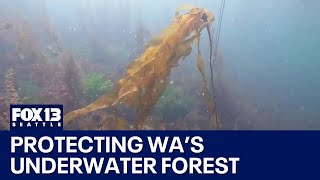 Deep dive into the underwater forest of Washington | FOX 13 Seattle