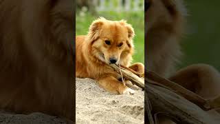 Famous The Shocking History Behind Why Dogs Bury Their Bones Net Worth