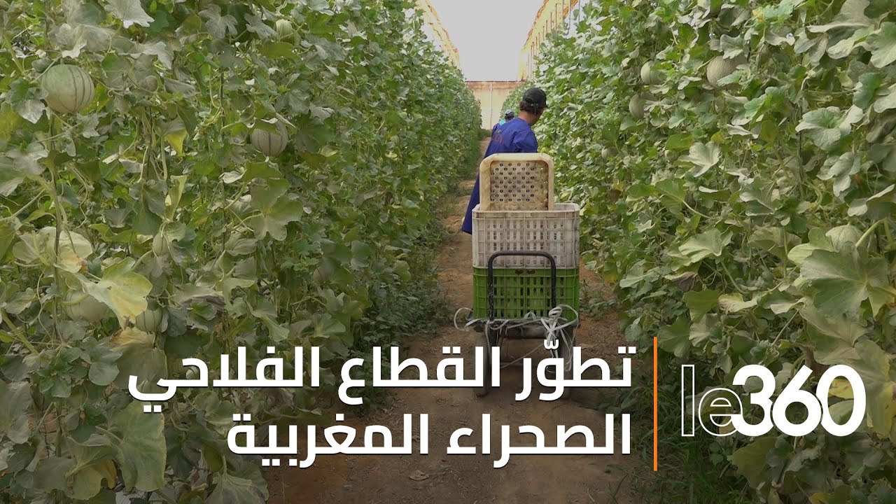 جهة الداخلة وادي الذهب: كيف نجح المغرب في تطوير الفلاحة بالصحراء المغربية؟