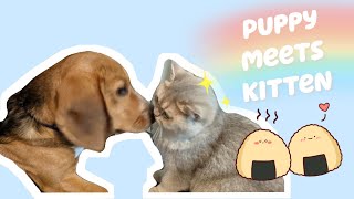 Puppy meets Kitten for the first time by Dino Wearing White Socks穿白袜子的迪诺 3,874 views 3 years ago 3 minutes, 16 seconds