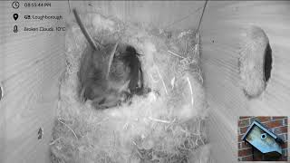 Blue Tit Nest box Loughborough - livestream - 6 eggs hatched