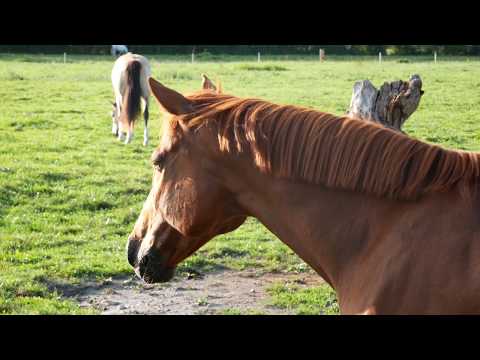 fun-facts-about-horses-for-kids-|-moogoopi’s-educational-video-about-horses-and-ponies-for-children