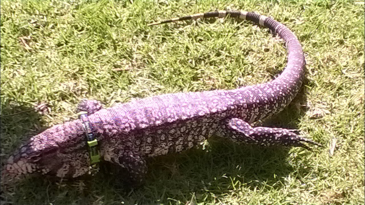 Spring Harp Festival 2016-1