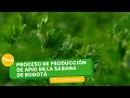 Proceso de producción de apio en la sabana de Bogotá - TvAgro por Juan Gonzalo Angel Restrepo