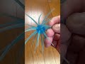 コイケ17mm ソフトマテリアルとノーマルを比べでみた。