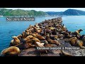 Sea Lions in Nevelsk