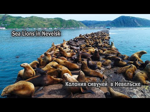 Video: Stone Pipe Off The Coast Of Sakhalin, Going Into The Sea. Education Version - Alternative View