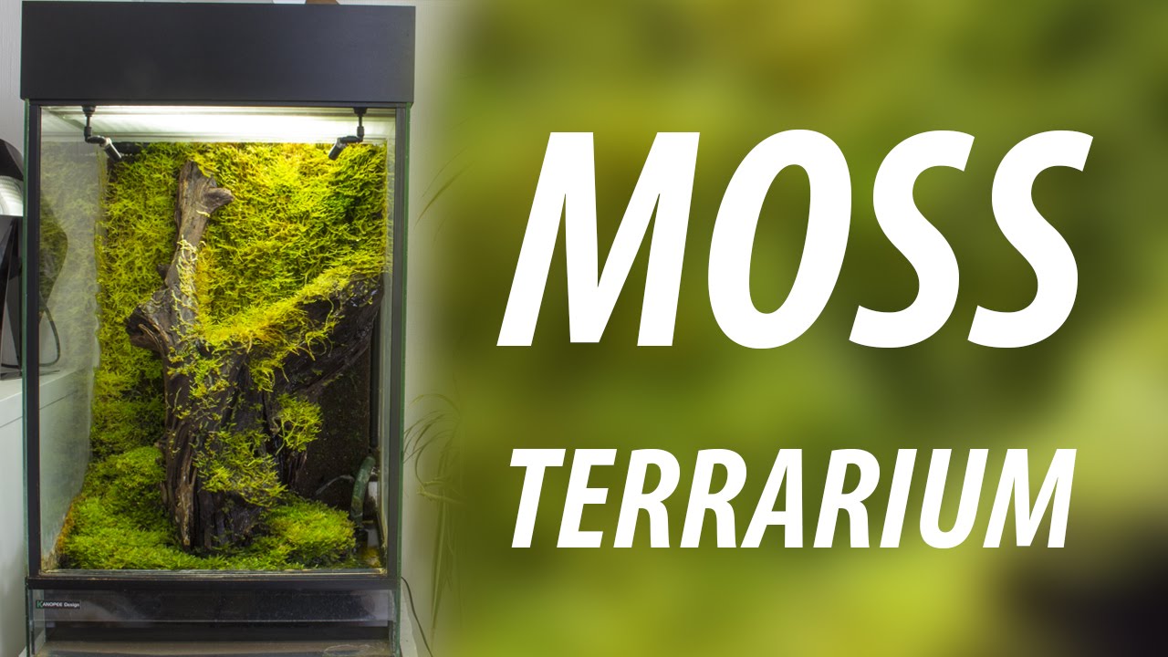 Moss terrarium with Epiweb background HD YouTube