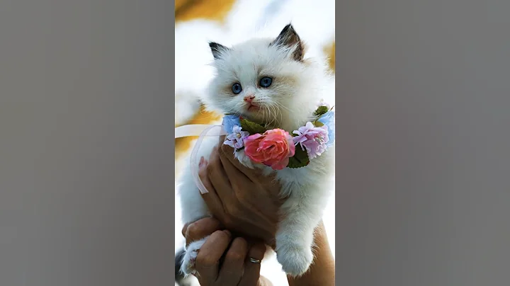 Watch the video about Funny Kitten Moments That Will Make You Smile! 🐱😂 #Shorts #cat #kitty #kitten #velvetpawsstudio #fun