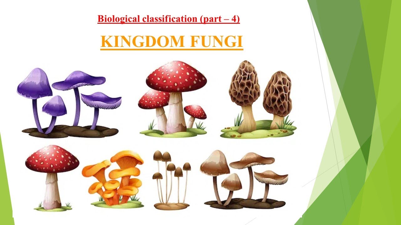 Part-4 | kingdom Fungi | class 11 biology | chapter 2 | NCERT ...