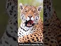 Easy Way to Spot the Difference #Jaguar #BigCats #Wildlife #AnimalFacts