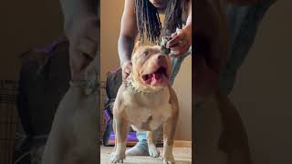 How to stack an american bully without stack box or treats