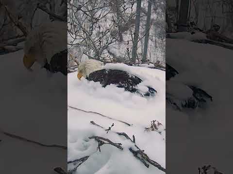 Bald eagle peeks out from snow-covered nest after Minnesota storm