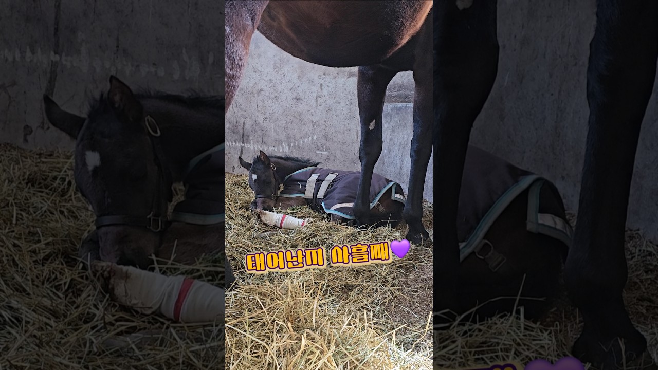 태어난지 사흘 된 망아지💜 #세상무해해😭 #코자장💤