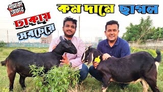 ঢাকায় সবচেয়ে কম দামে ছাগল।Goat price in Bangladesh 2022