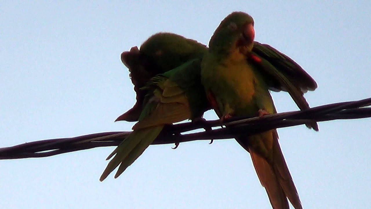 Ccouple of parakeets, White-eyed Parakeet, Brazilian fauna, 