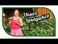 Gurken erfolgreich anbauen 🥒Schlangengurken oder lieber Freilandgurken pflanzen