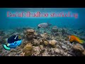 Bodufolhudhoo home reef snorkeling, Maldives, Dec 2019