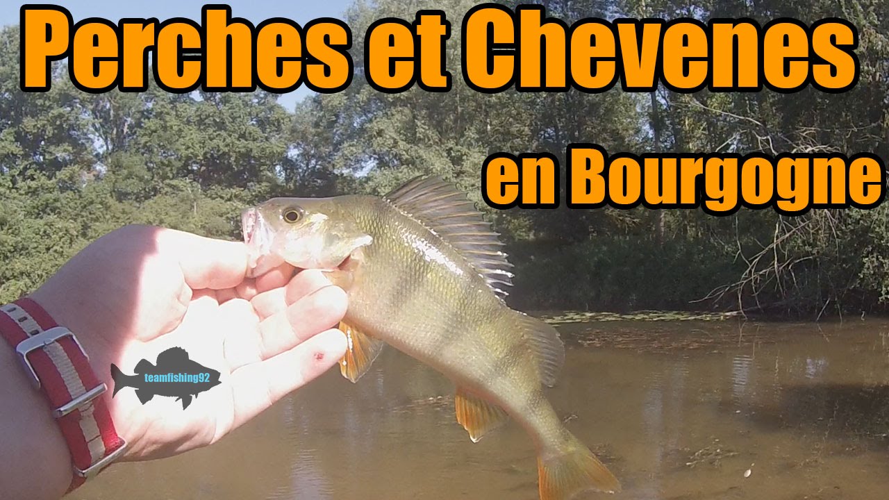 Coup du Soir en Bourgogne: Perches et Chevesnes en masse !