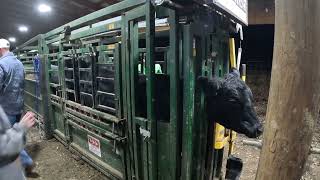 Working Cows, Pulling Cidr's and Artificial Breeding