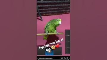 Thumbnail of Y como se llama usted Felipe🤣❤