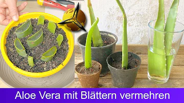 Kann man Aloe Vera ohne Wurzeln einpflanzen?