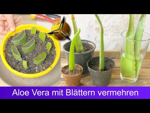 Video: 3 Möglichkeiten, Aloe Vera aus den Blättern zu züchten