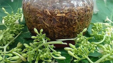 HOA ĐU ĐỦ ĐỰC NGÂM MẬT ONG NÊN DÙNG LOẠI KHÔ HAY TƯƠI TỐT HƠN?