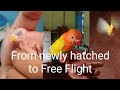 AFRICAN LOVEBIRDS Food Formula | (HOW TO HANDFEED AND RECALL TRAINING)