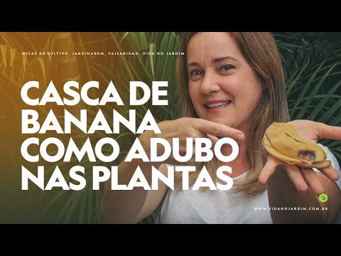Vídeo: Casca de banana e seus usos. Fertilizante de casca de banana para plantas de interior
