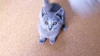 20090429_ぐるぐるカルビ君