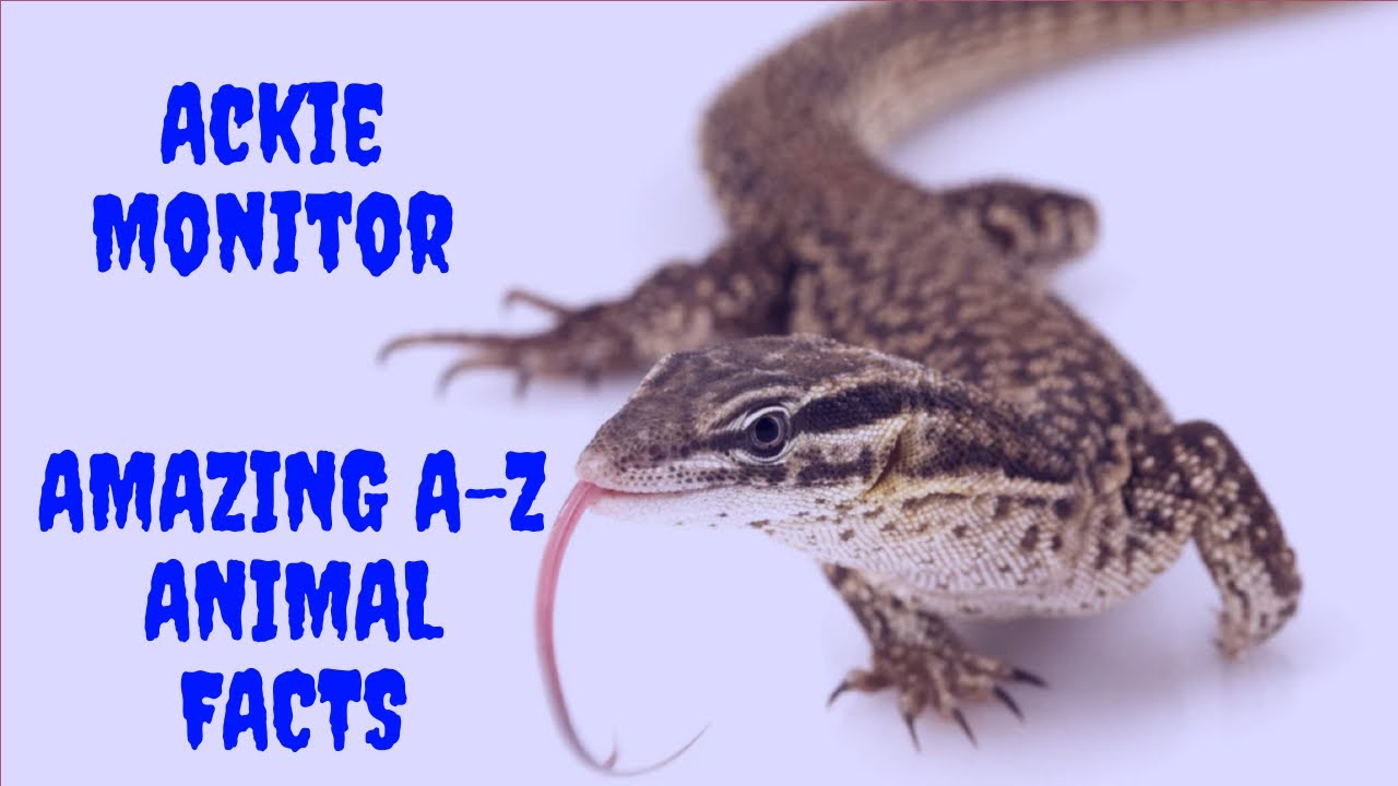 Critter Chronicles A-Z Facts and Fiction all about Ackie Monitor's