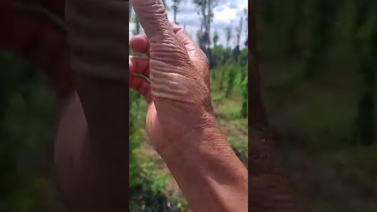 0366670438. Cách mình bắt đầu cho vườn tiêu mới...! 🥰🥰🥰