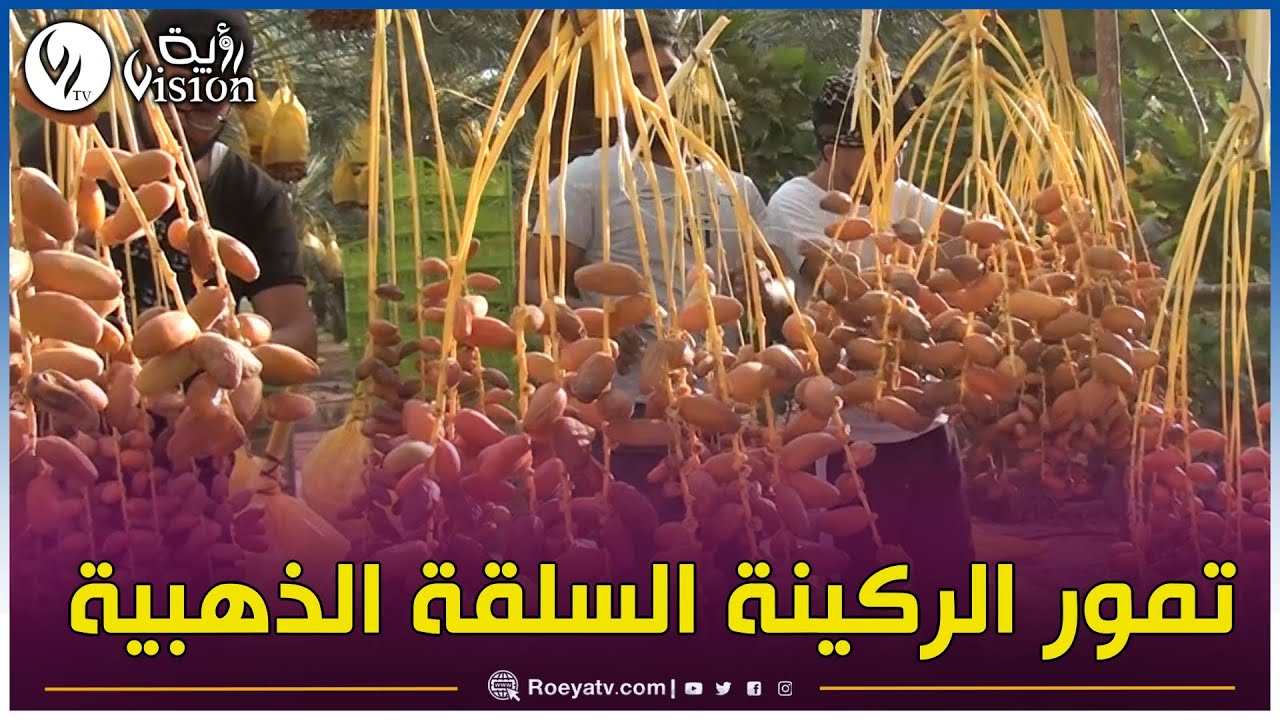 ♨انطلاق موسم جني #التمور ببلدية #طولقة.. في منطقة #الركينة_السلقة في #عروس_الزيبان #بسكرة