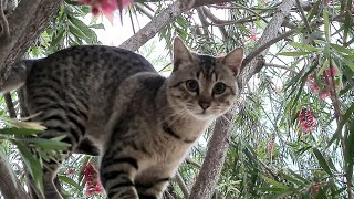 חתול מיילל על עץ A cat meowing on a tree