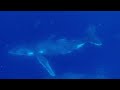 Swimming with humpback whales  gold coast 2022 with scott wilson imagery