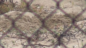 North American Wildlife --- Pocket Gopher, digging a burrow