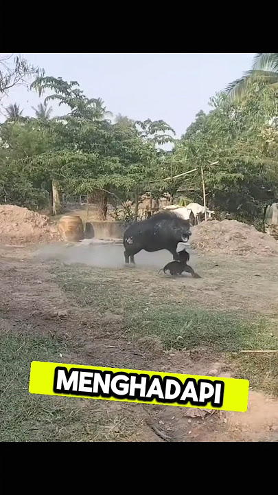 Ayam Jago vs Babi: Duel Tak Terduga!