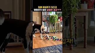 집에 침입자가? 댕댕이가 보내는 살벌한 경고ㅋㅋ #동물 #강아지
