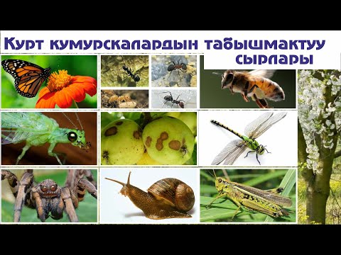 Video: Курт-кумурскалардан, көпөлөктөрдөн жана жыландардан коркуу - өлүмдөн коркуу сезими